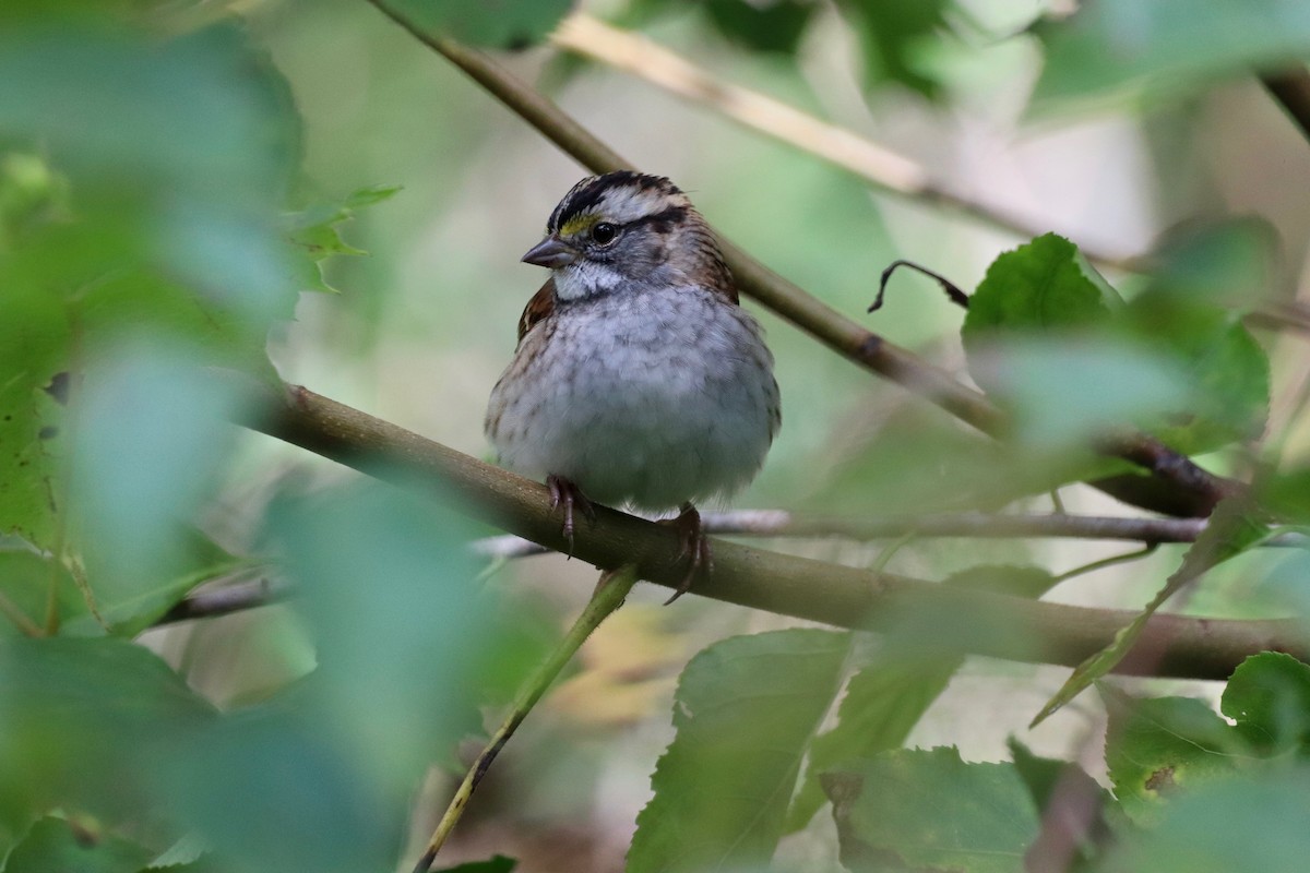 White-throated Sparrow - ML642253440