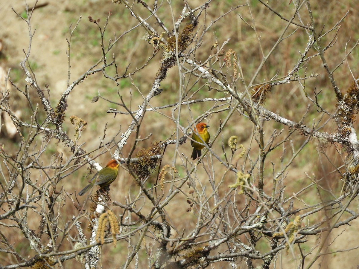 Fulvous-headed Brushfinch - ML642253454