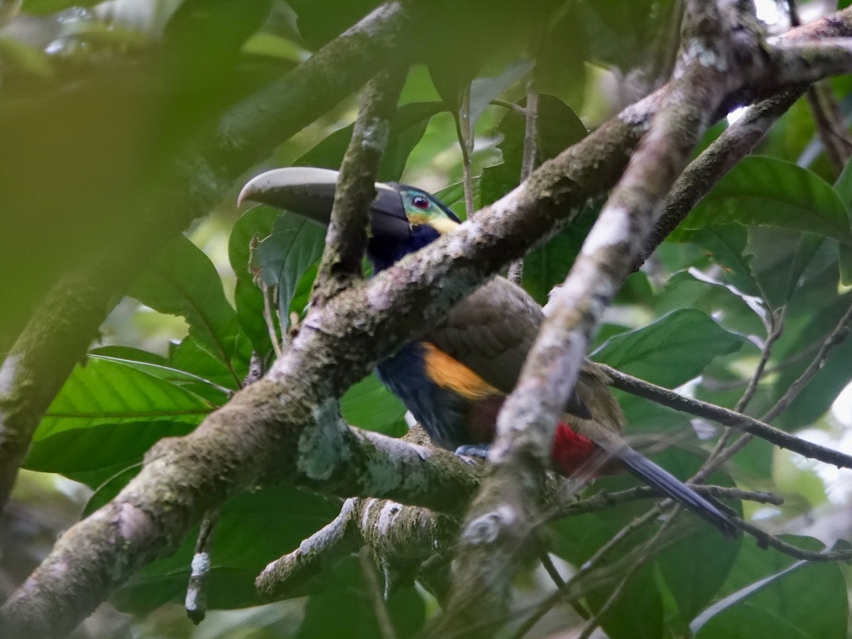Yellow-eared Toucanet - ML642253478