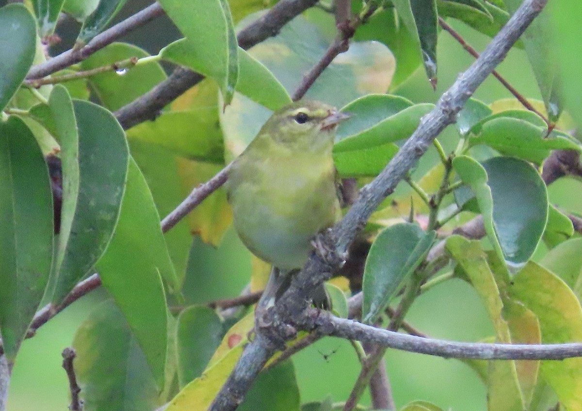 Tennessee Warbler - ML642253482