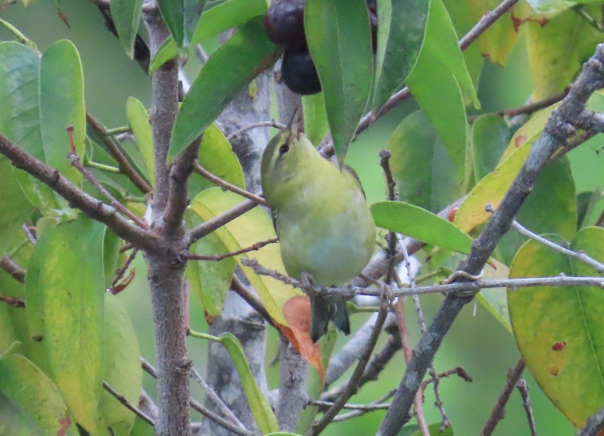 Tennessee Warbler - ML642253483