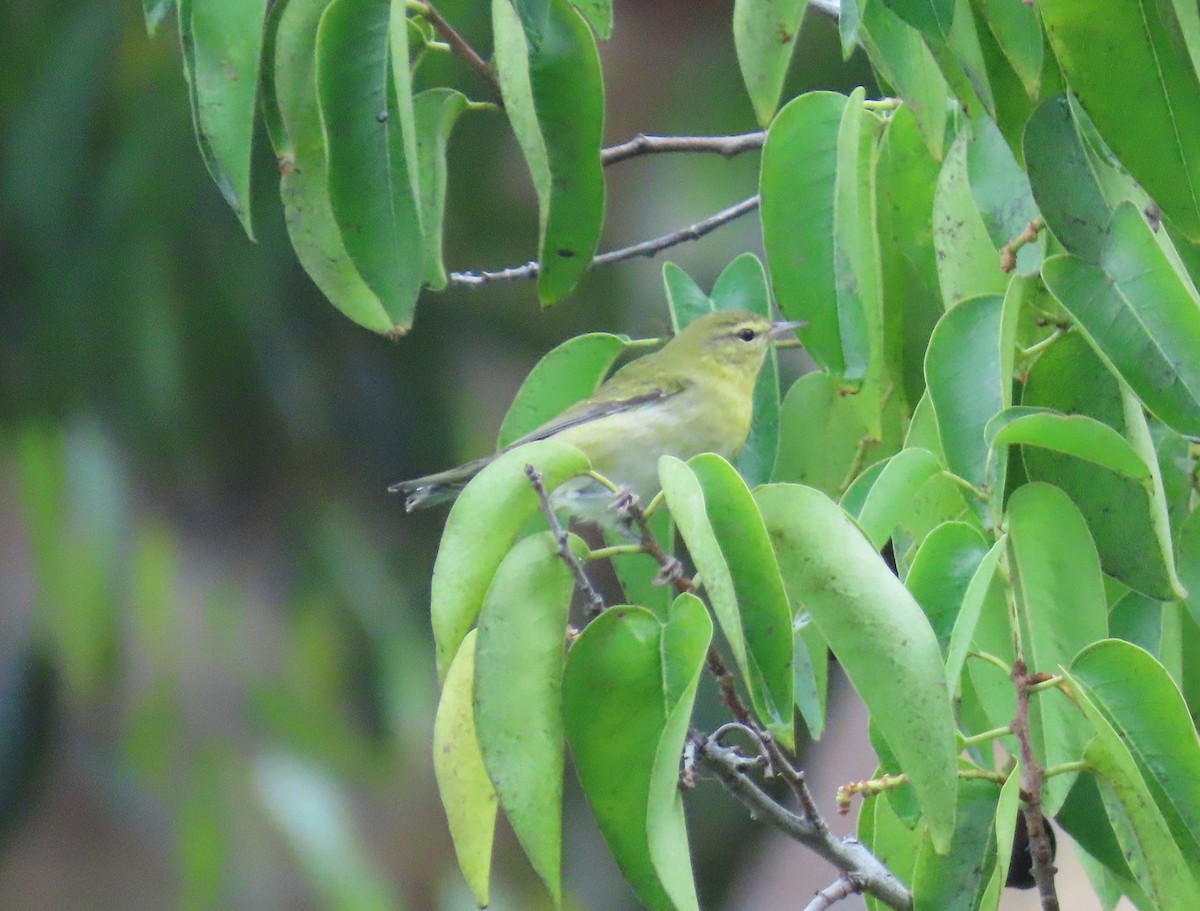 Tennessee Warbler - ML642253484