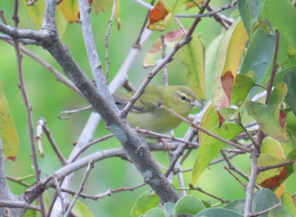 Tennessee Warbler - ML642253485