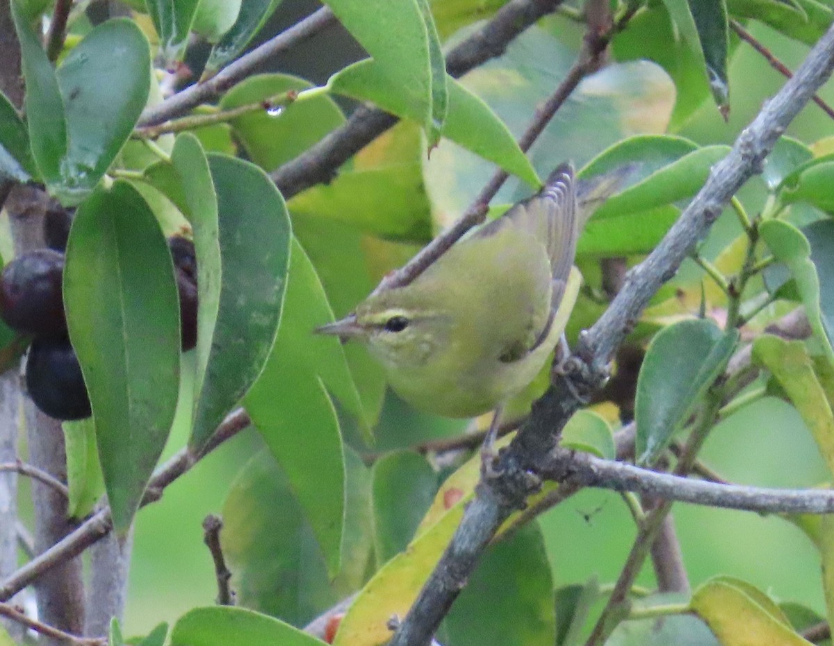 Tennessee Warbler - ML642253486