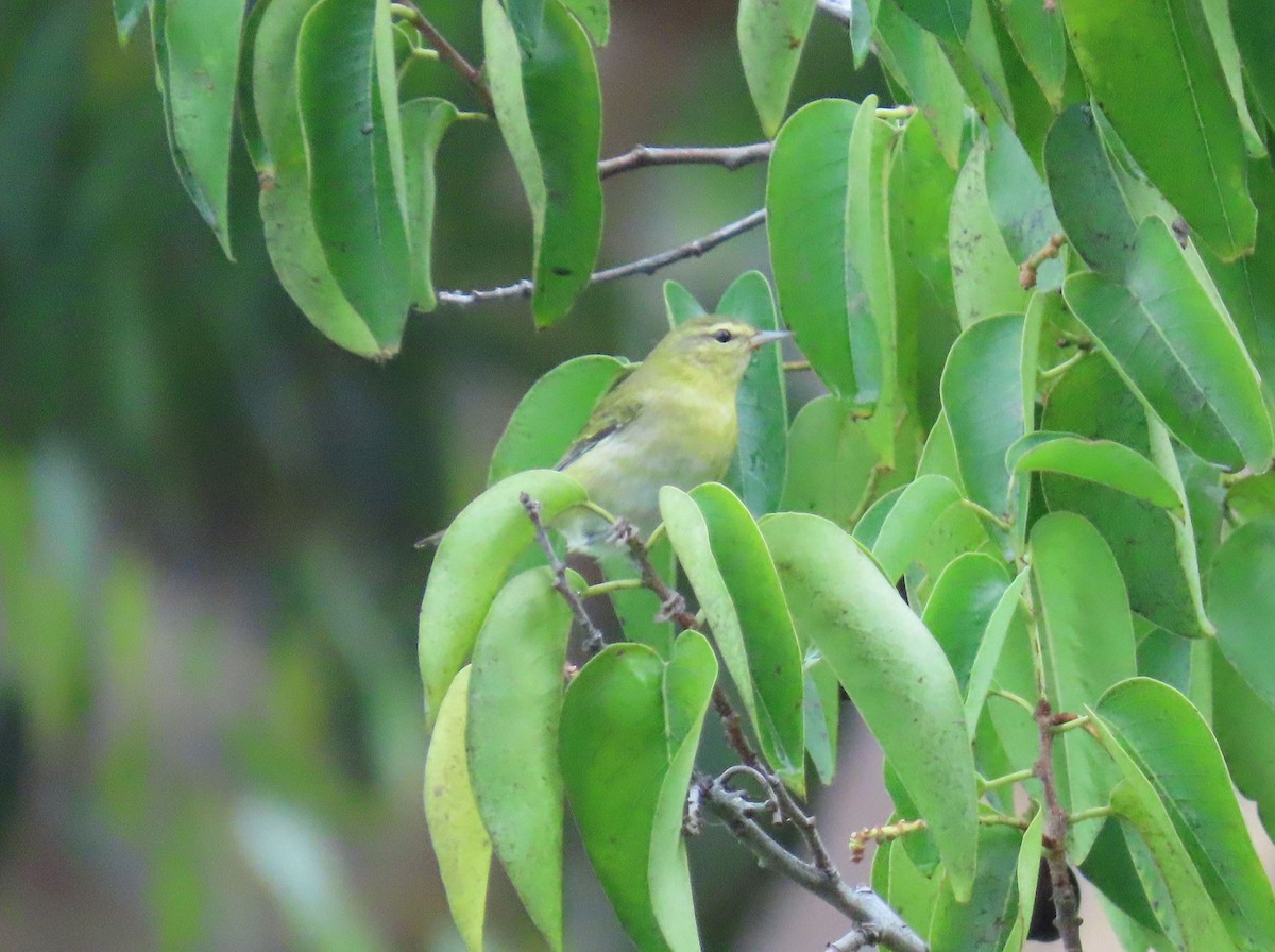 Tennessee Warbler - ML642253487