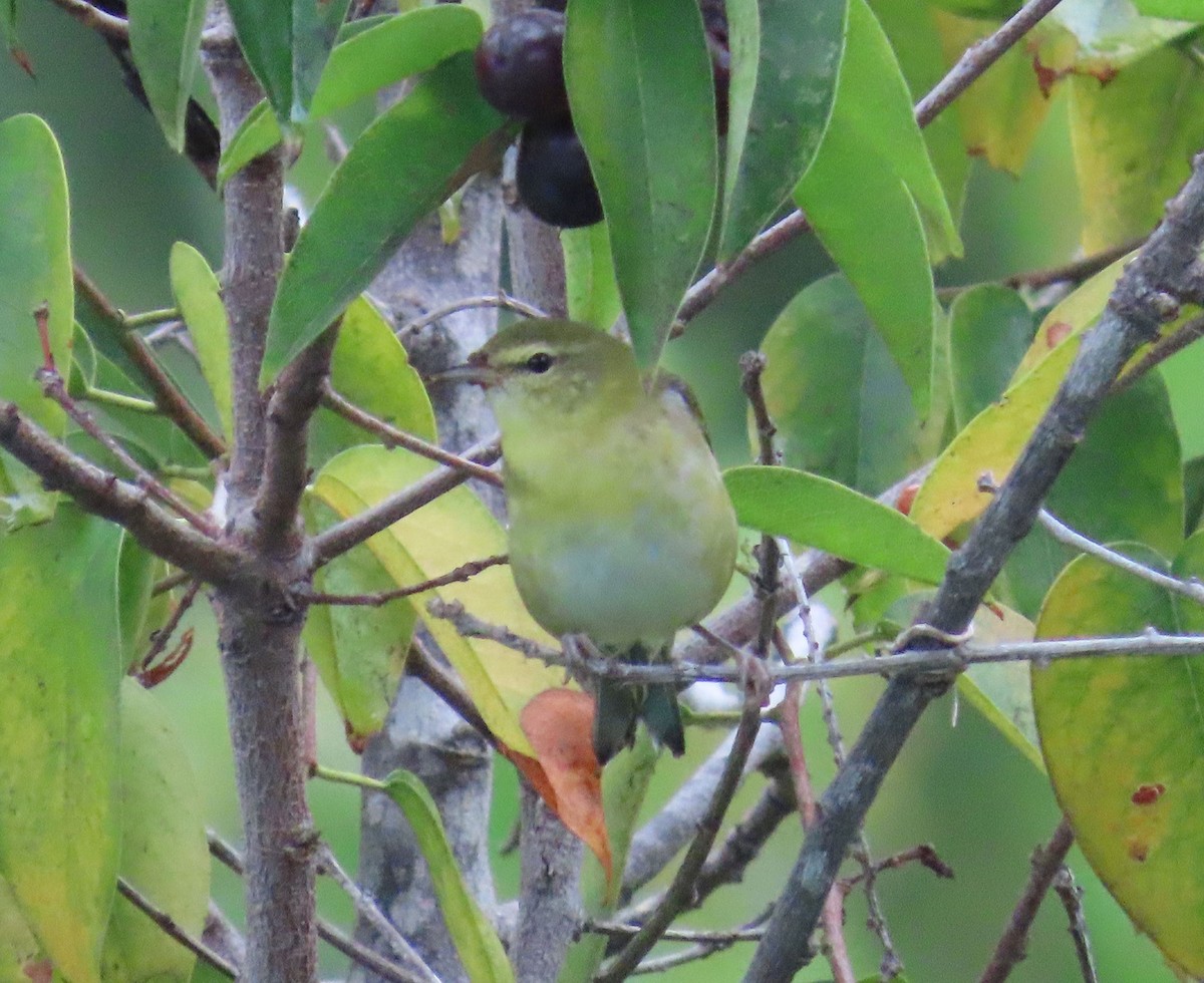 Tennessee Warbler - ML642253488