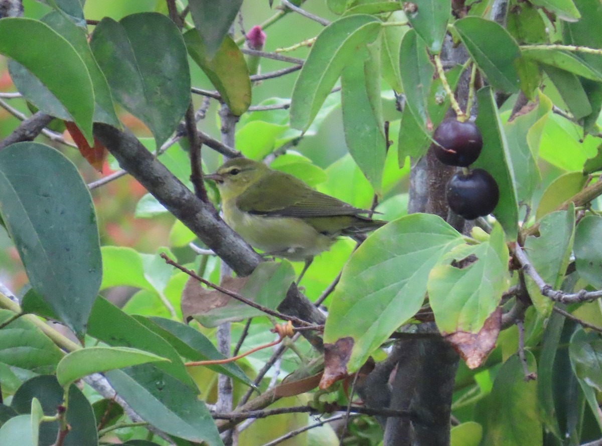 Tennessee Warbler - ML642253489