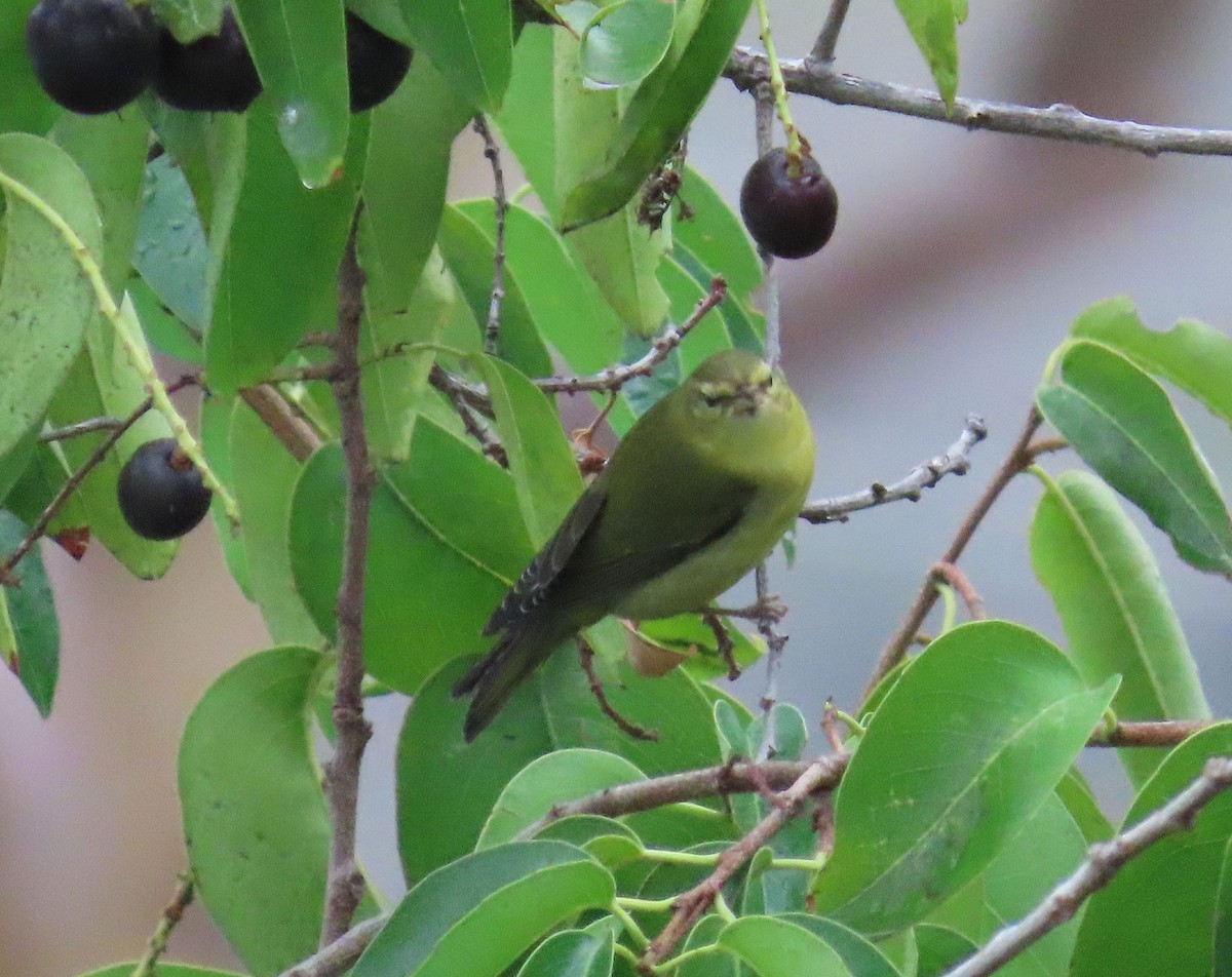 Tennessee Warbler - ML642253490