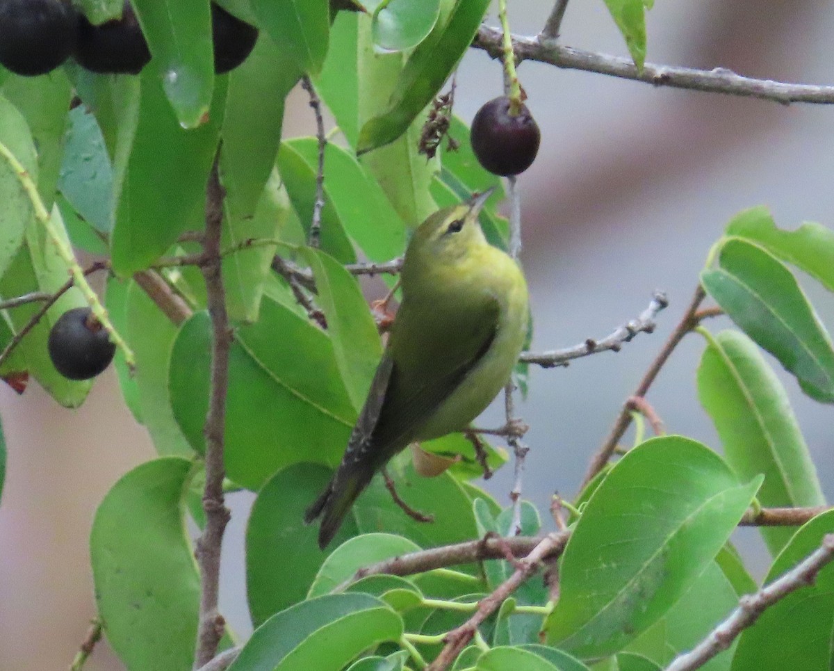 Tennessee Warbler - ML642253491