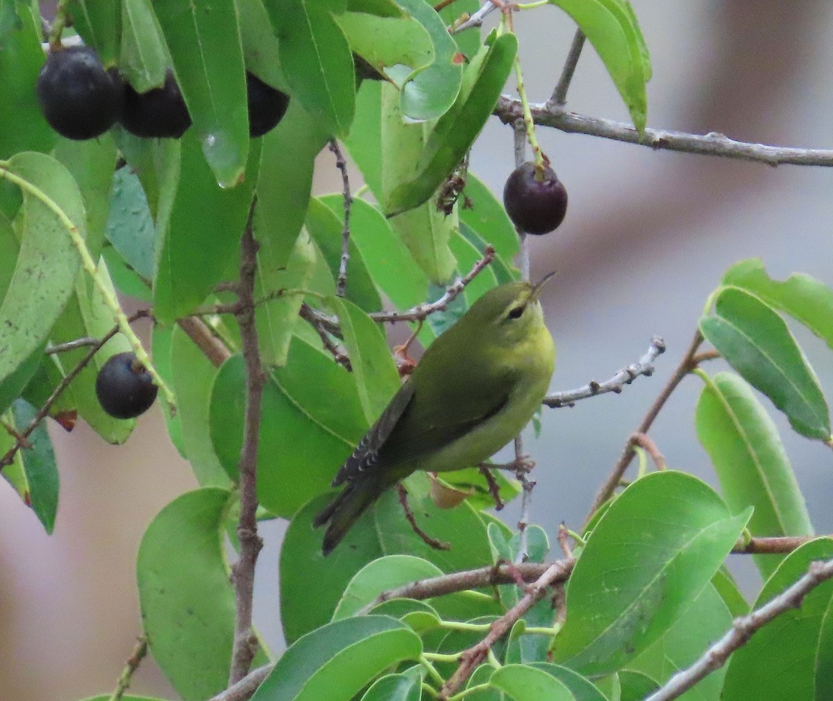 Tennessee Warbler - ML642253492
