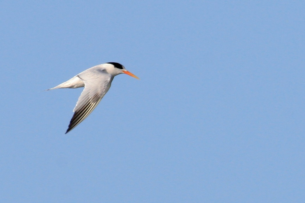 Elegant Tern - ML642253500