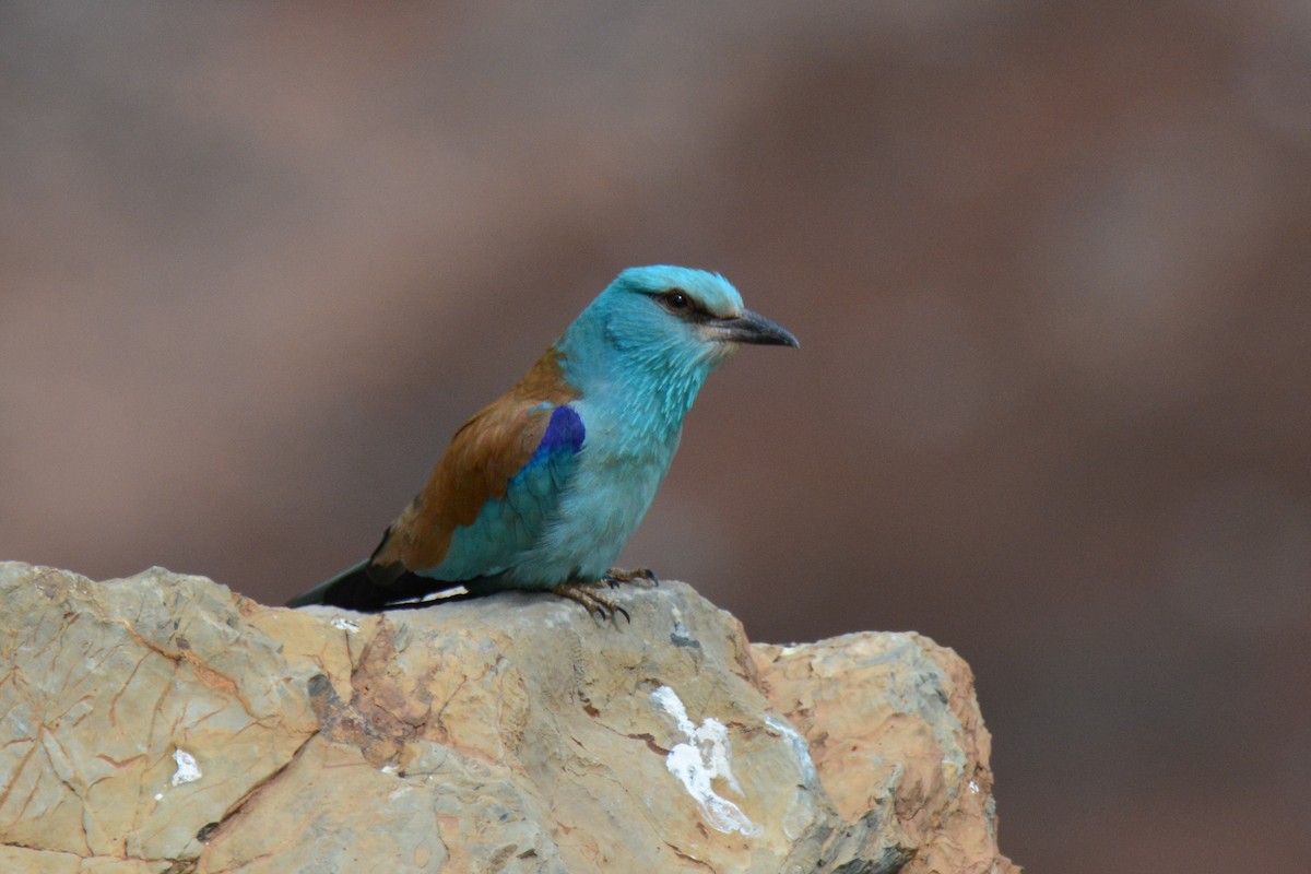 European Roller - ML642253552
