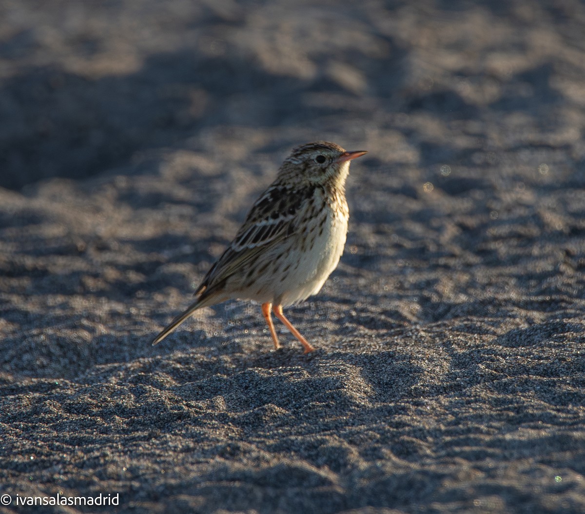 Peruvian Pipit - ML642253553