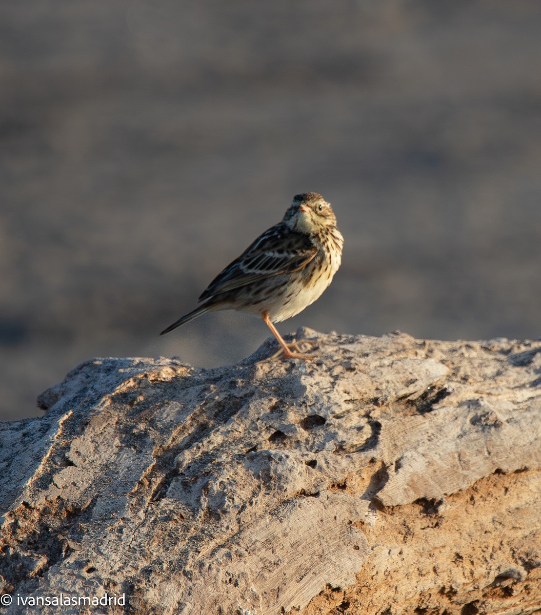Peruvian Pipit - ML642253554