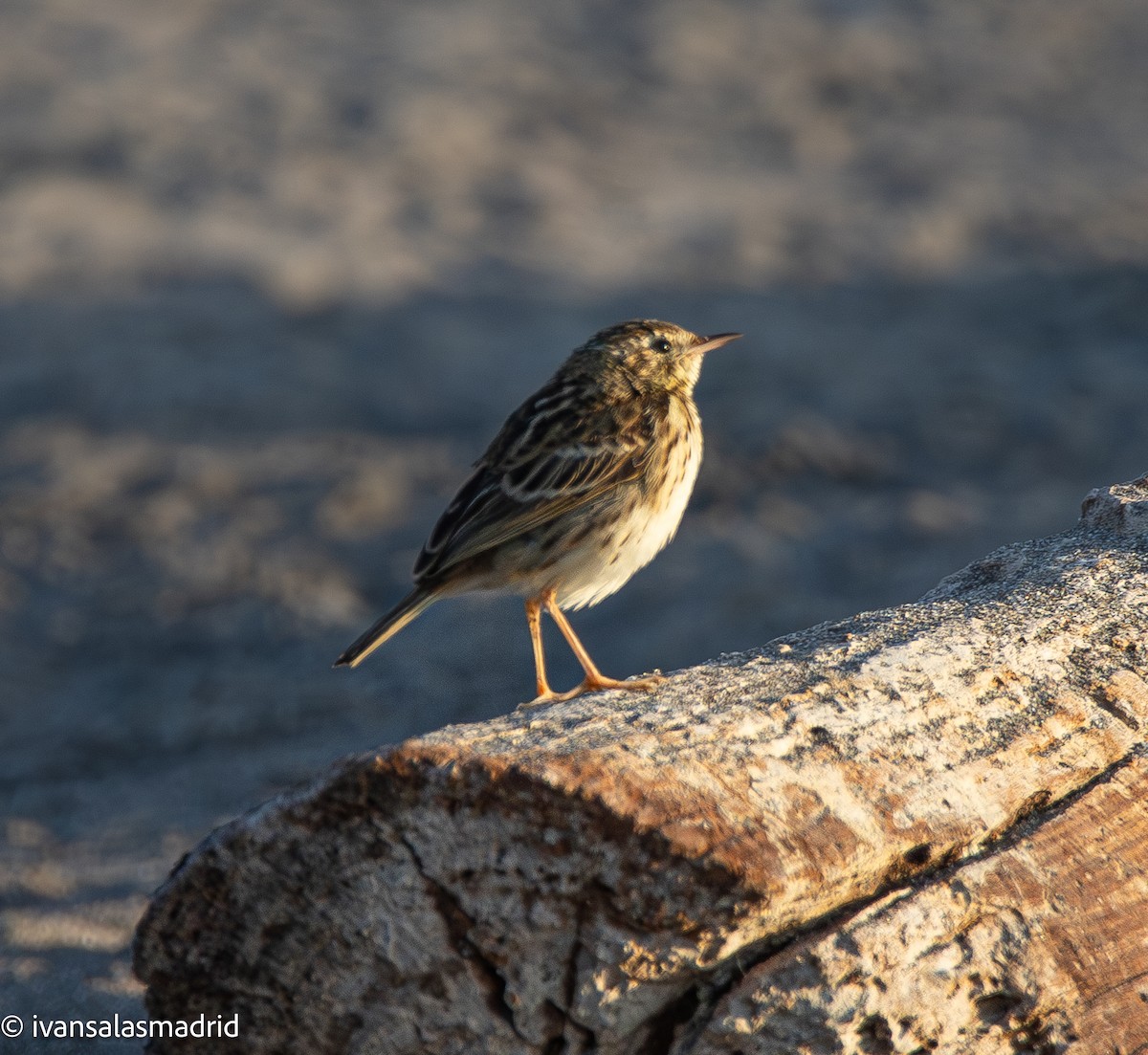 Peruvian Pipit - ML642253555