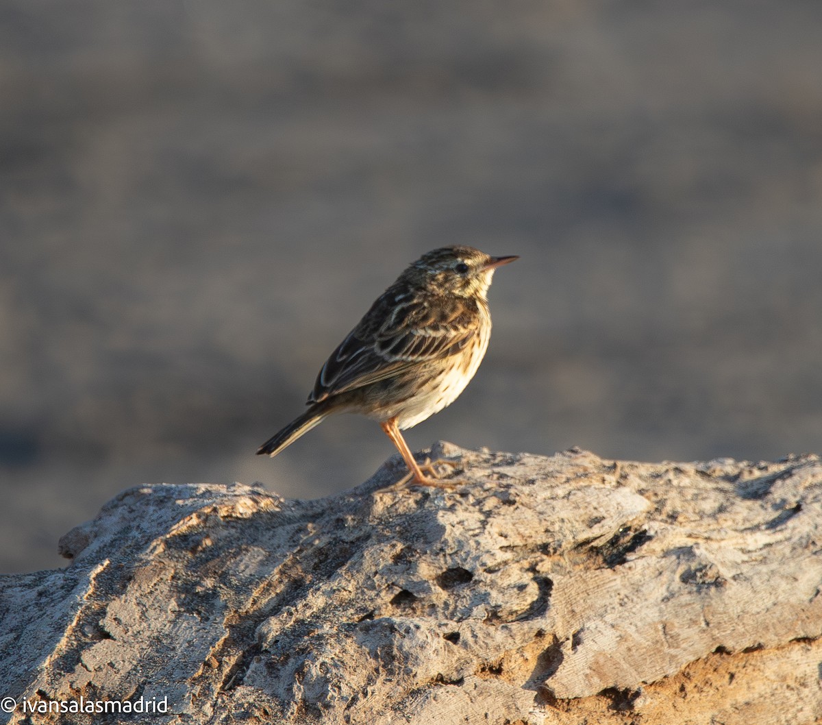 Peruvian Pipit - ML642253556
