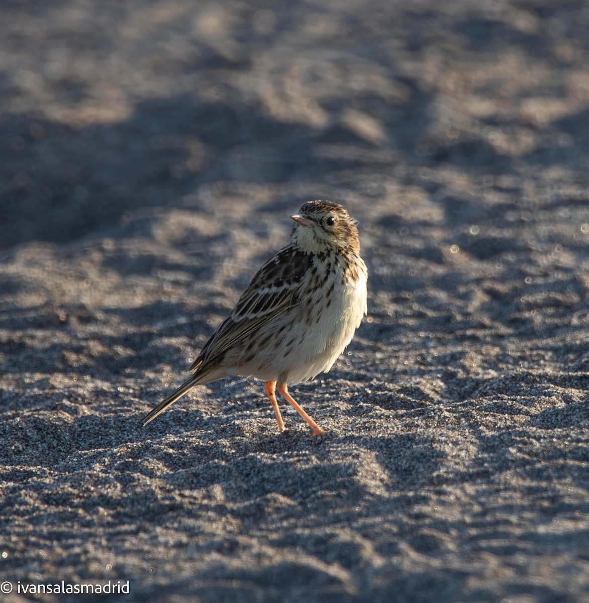 Peruvian Pipit - ML642253557