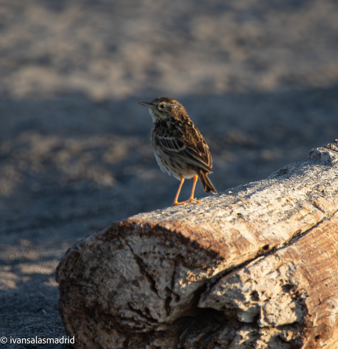 Peruvian Pipit - ML642253558