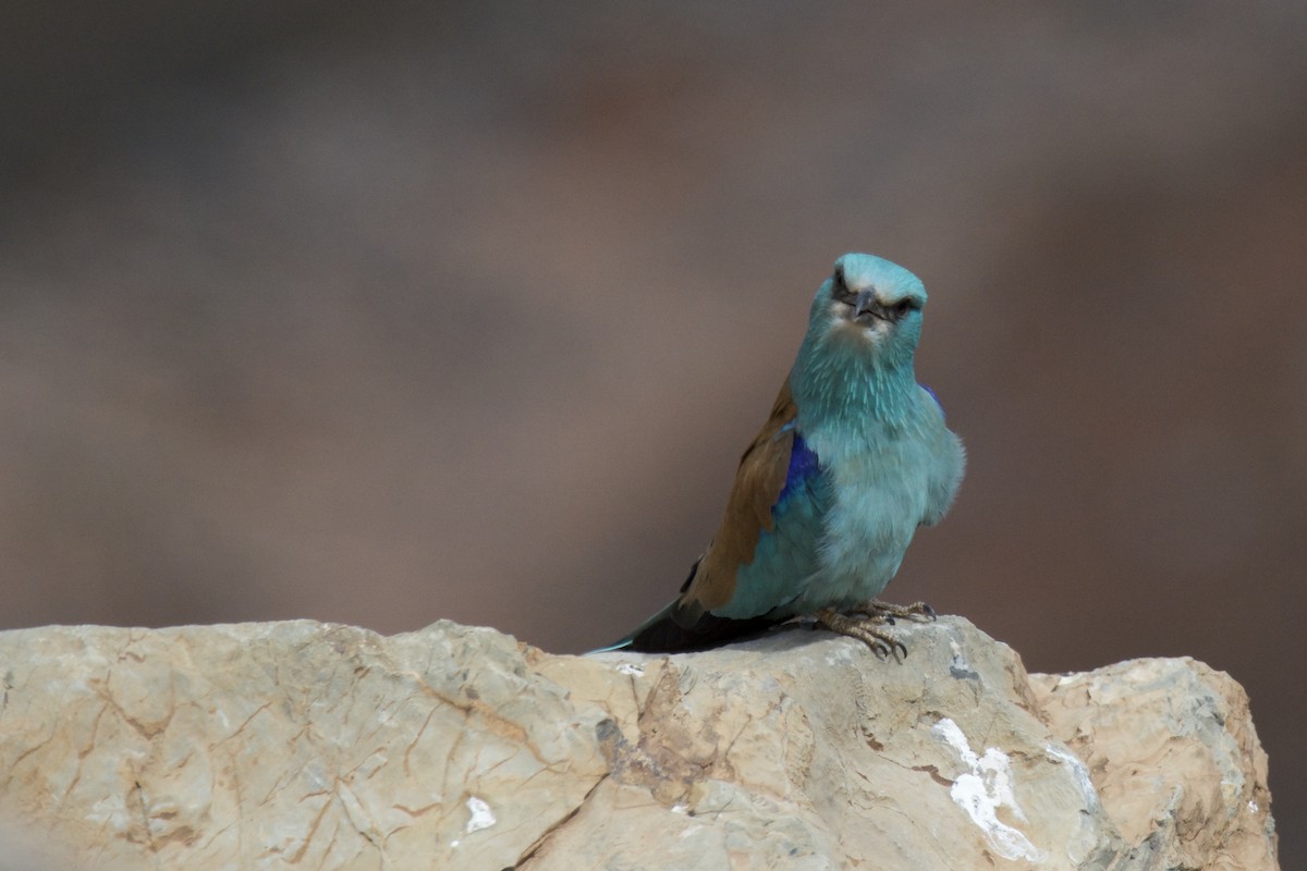 European Roller - ML642253565