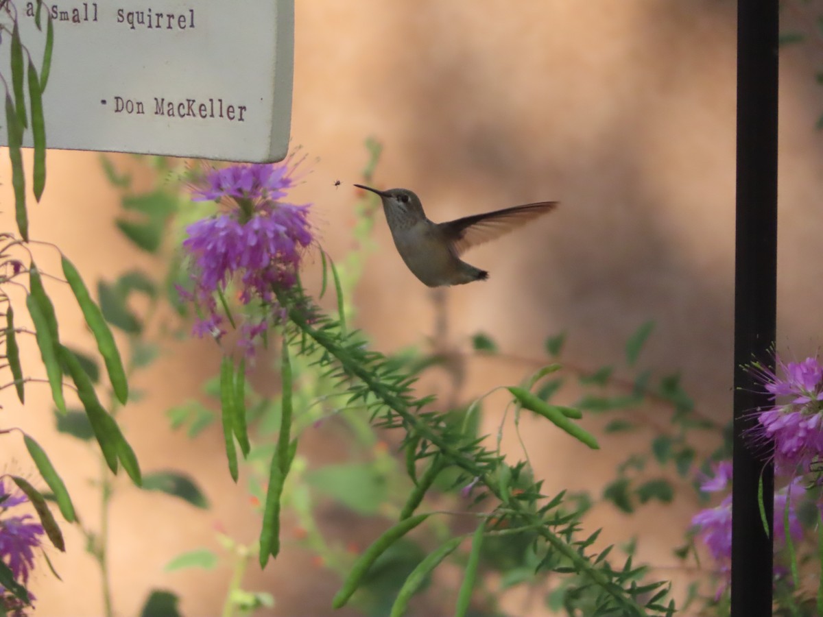 Calliope Hummingbird - ML642253618
