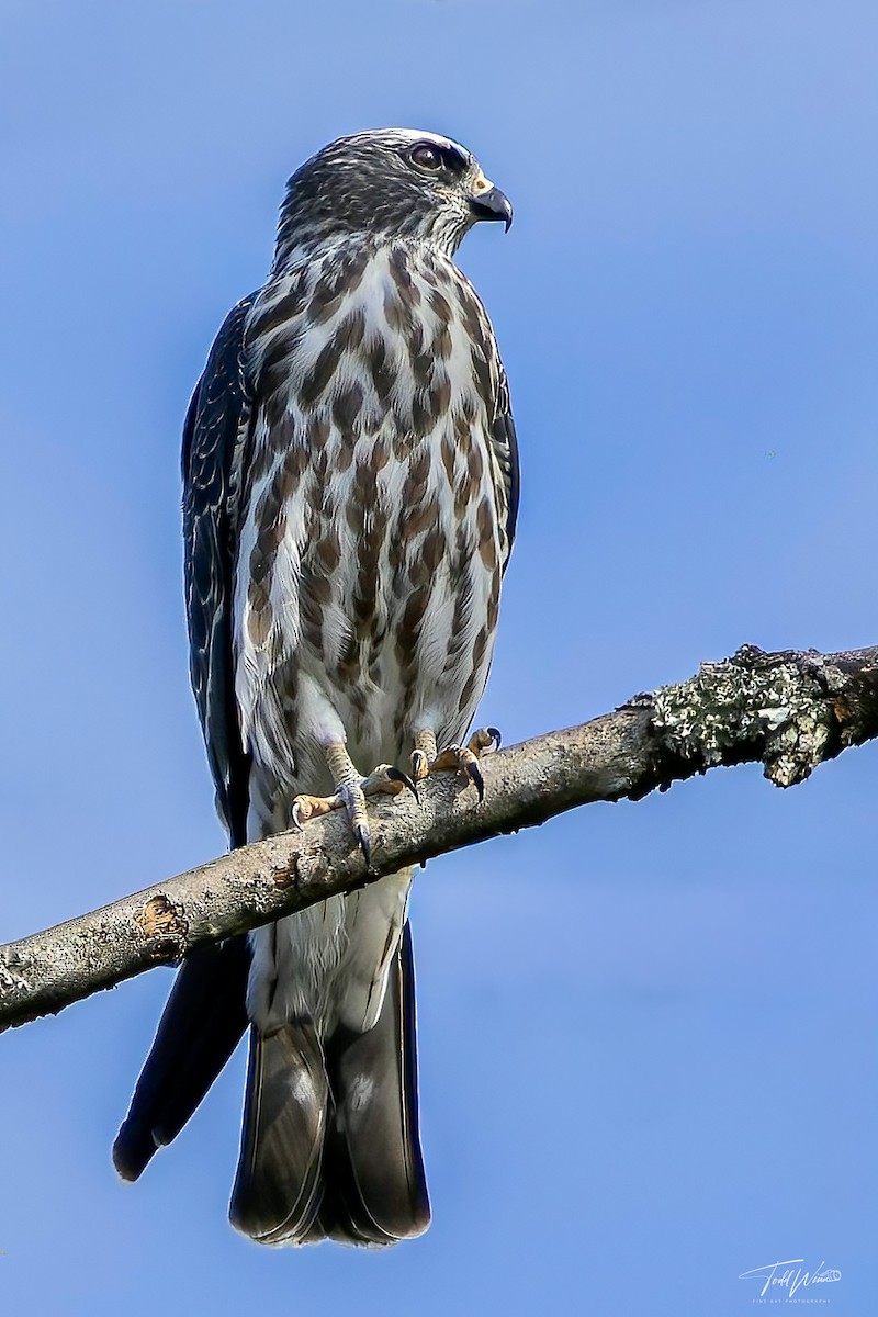 Mississippi Kite - ML642253633