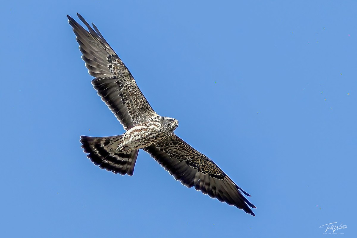 Mississippi Kite - ML642253634