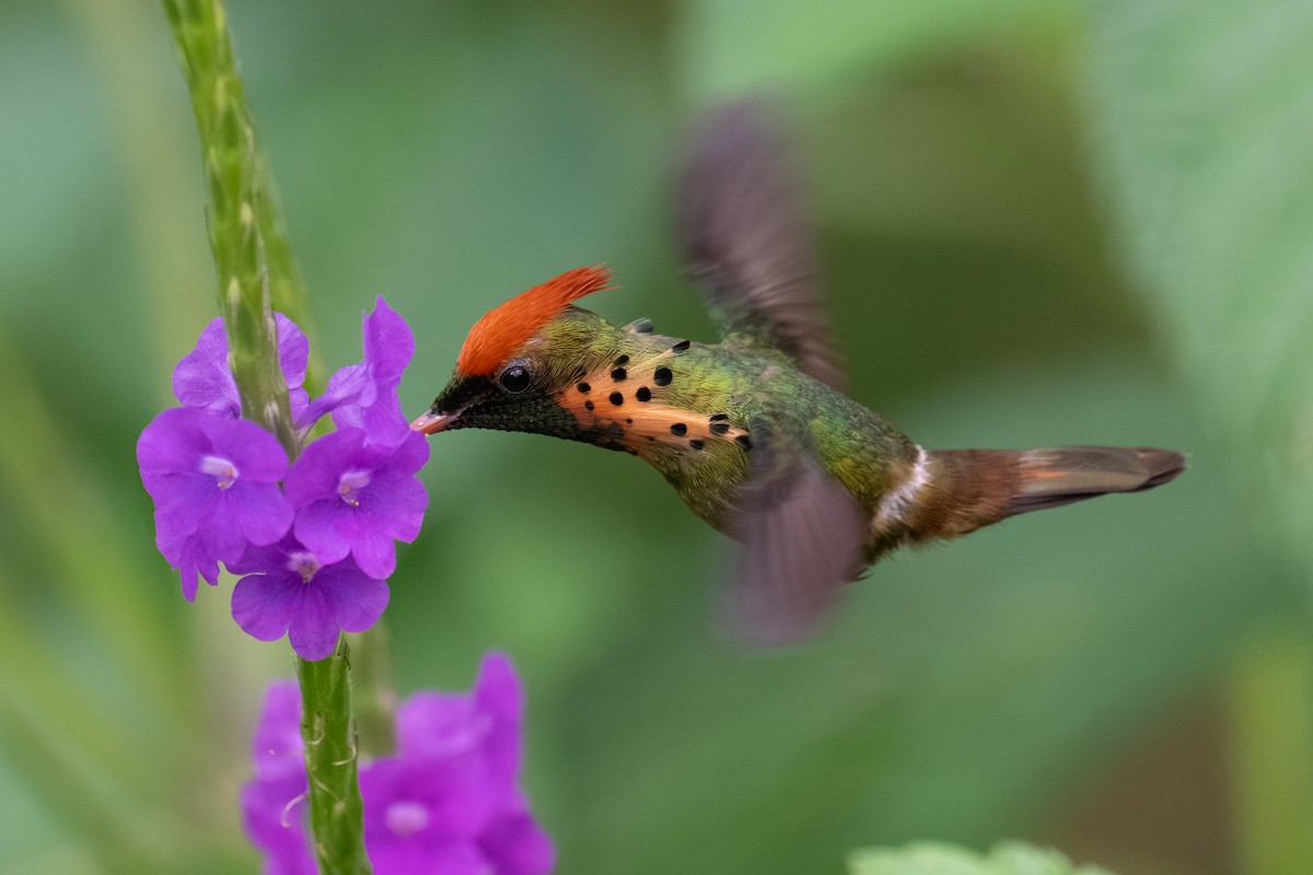 Tufted Coquette - ML642253665