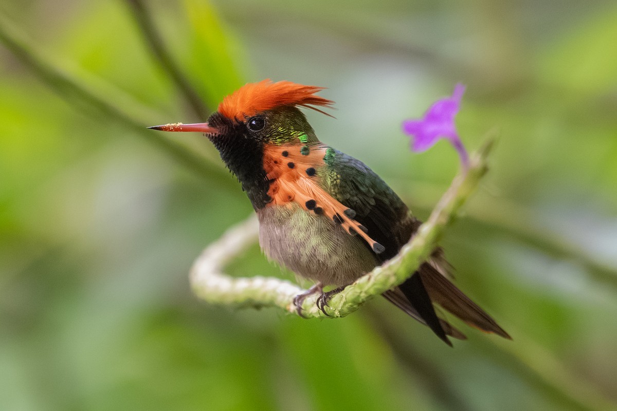 Tufted Coquette - ML642253669