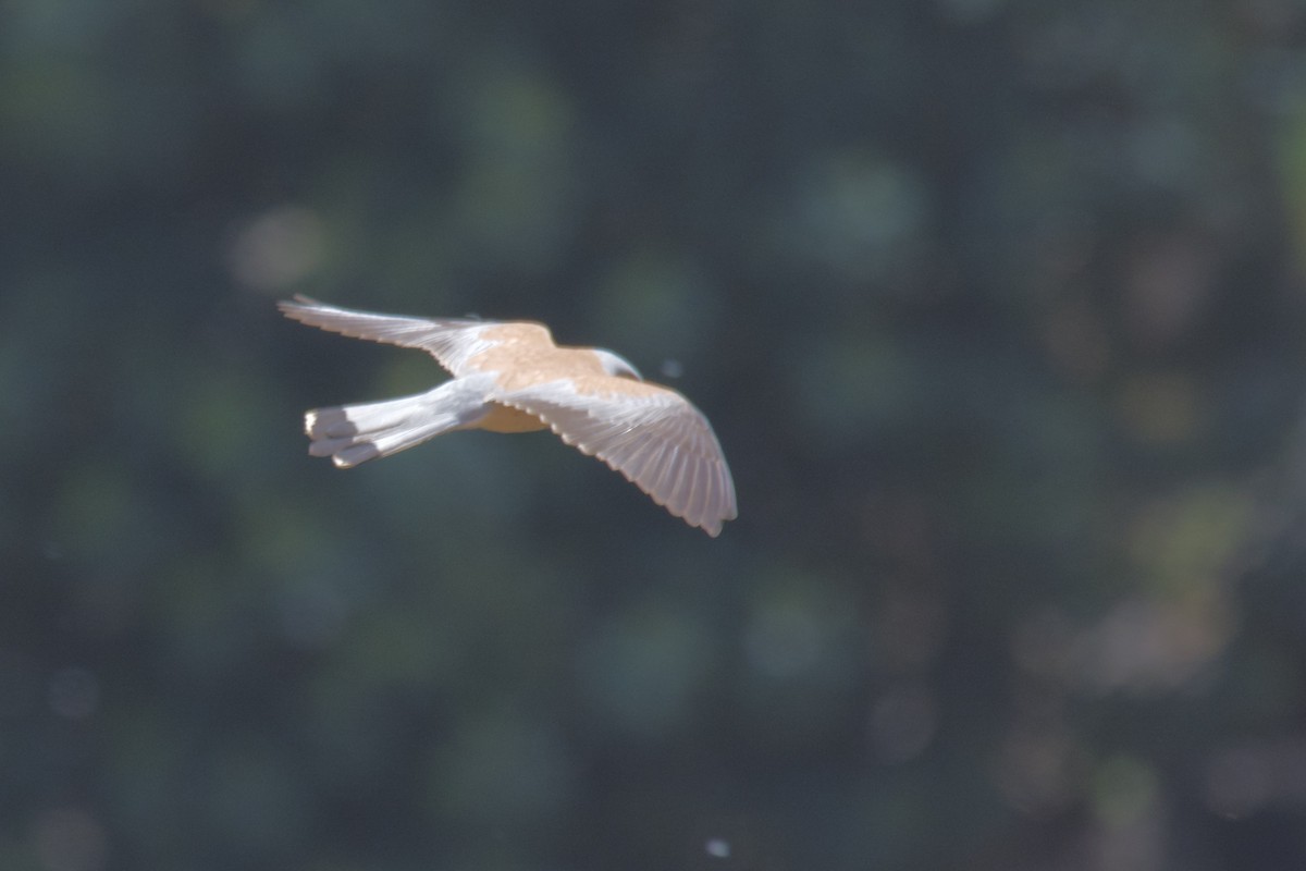 Lesser Kestrel - ML642253671