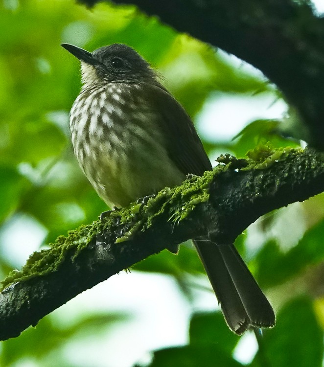 Javan Bulbul - ML642253672