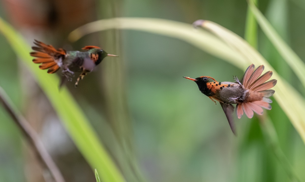 Tufted Coquette - ML642253677