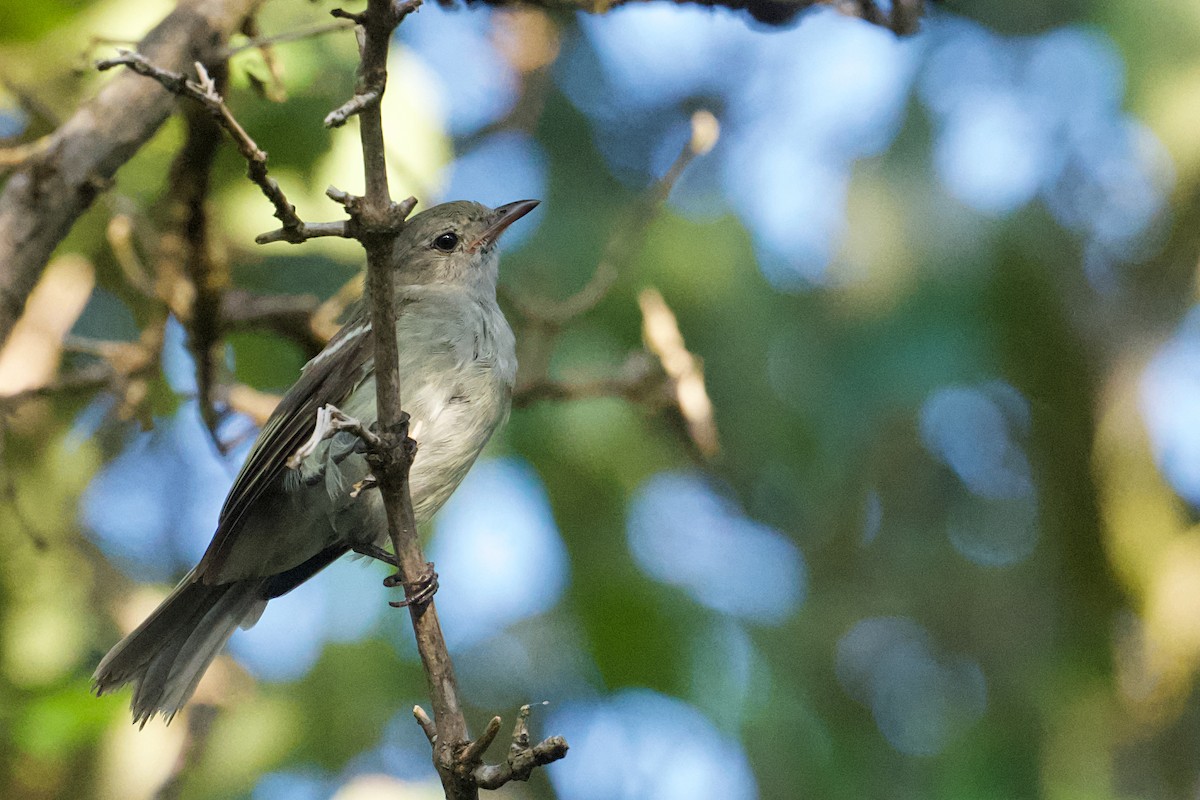 Caribbean Elaenia - ML642253687