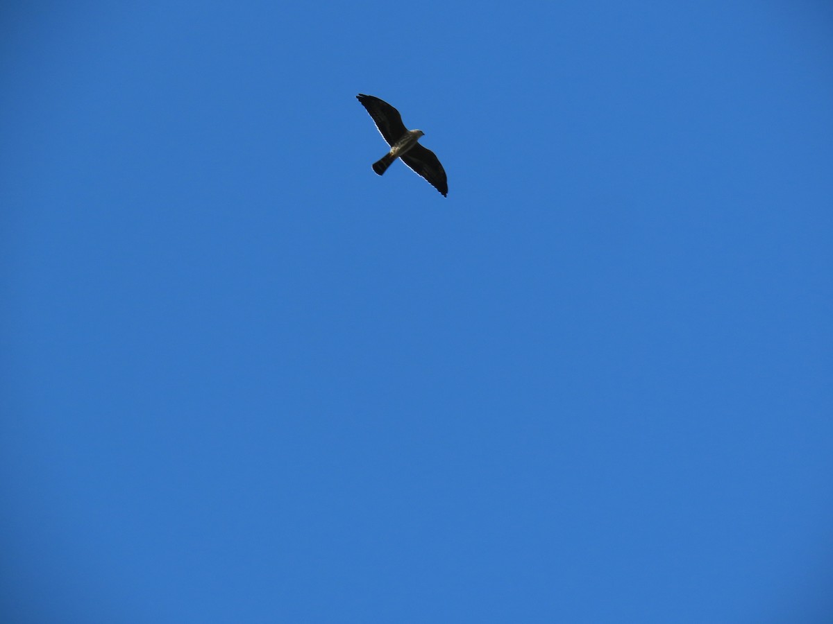 Mississippi Kite - ML642253688
