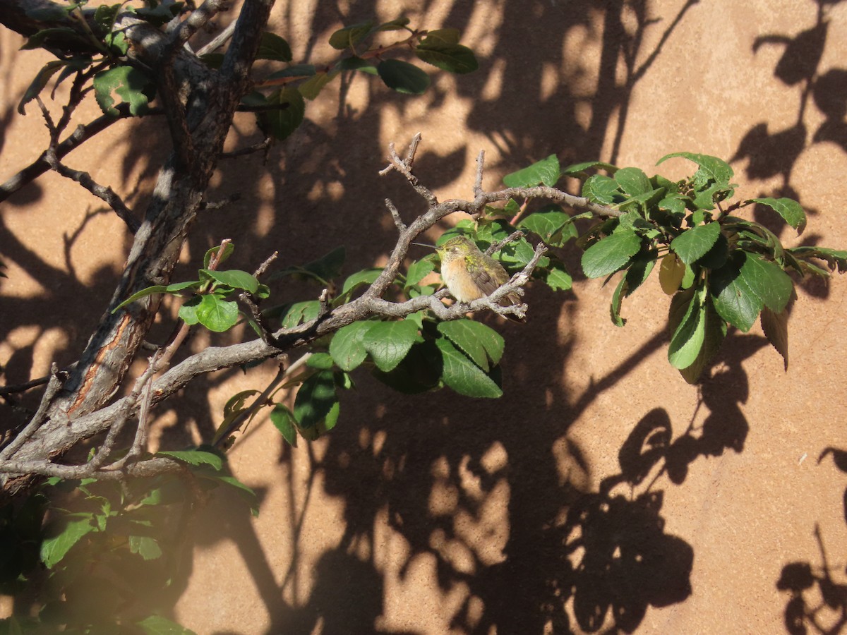Calliope Hummingbird - ML642253694