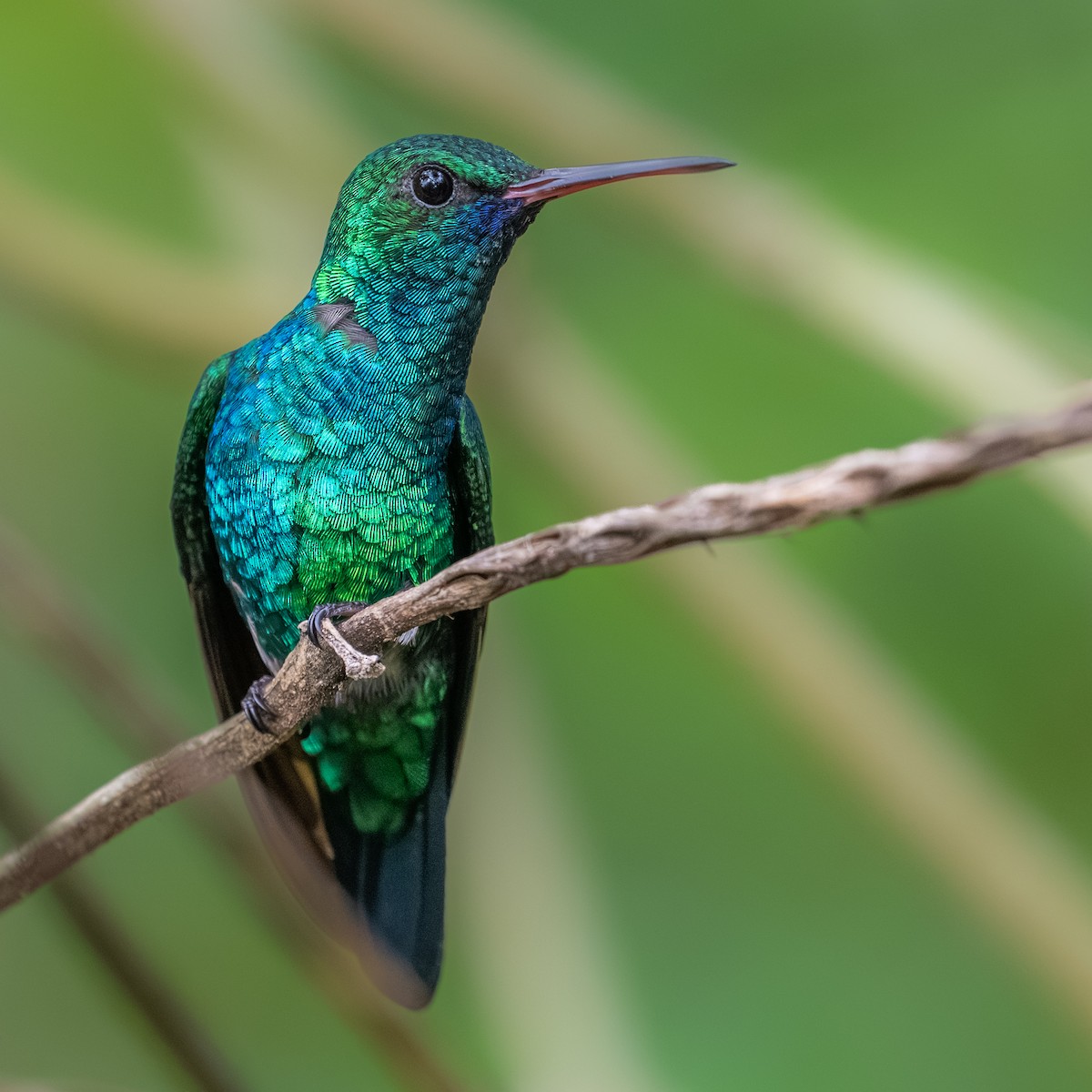 Blue-chinned Sapphire - ML642253701