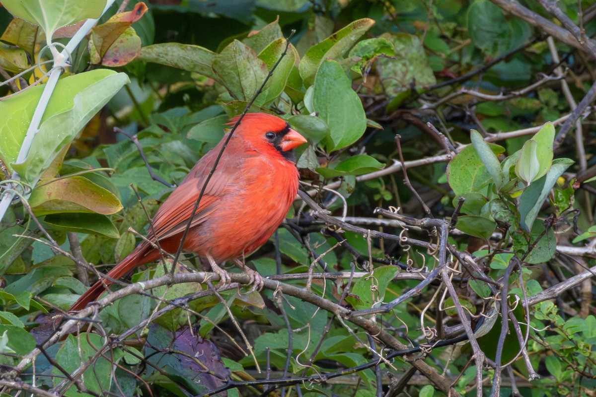 ショウジョウコウカンチョウ - ML642253708