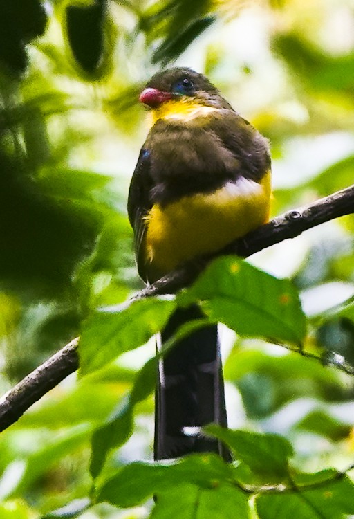 Javan Trogon - ML642253713