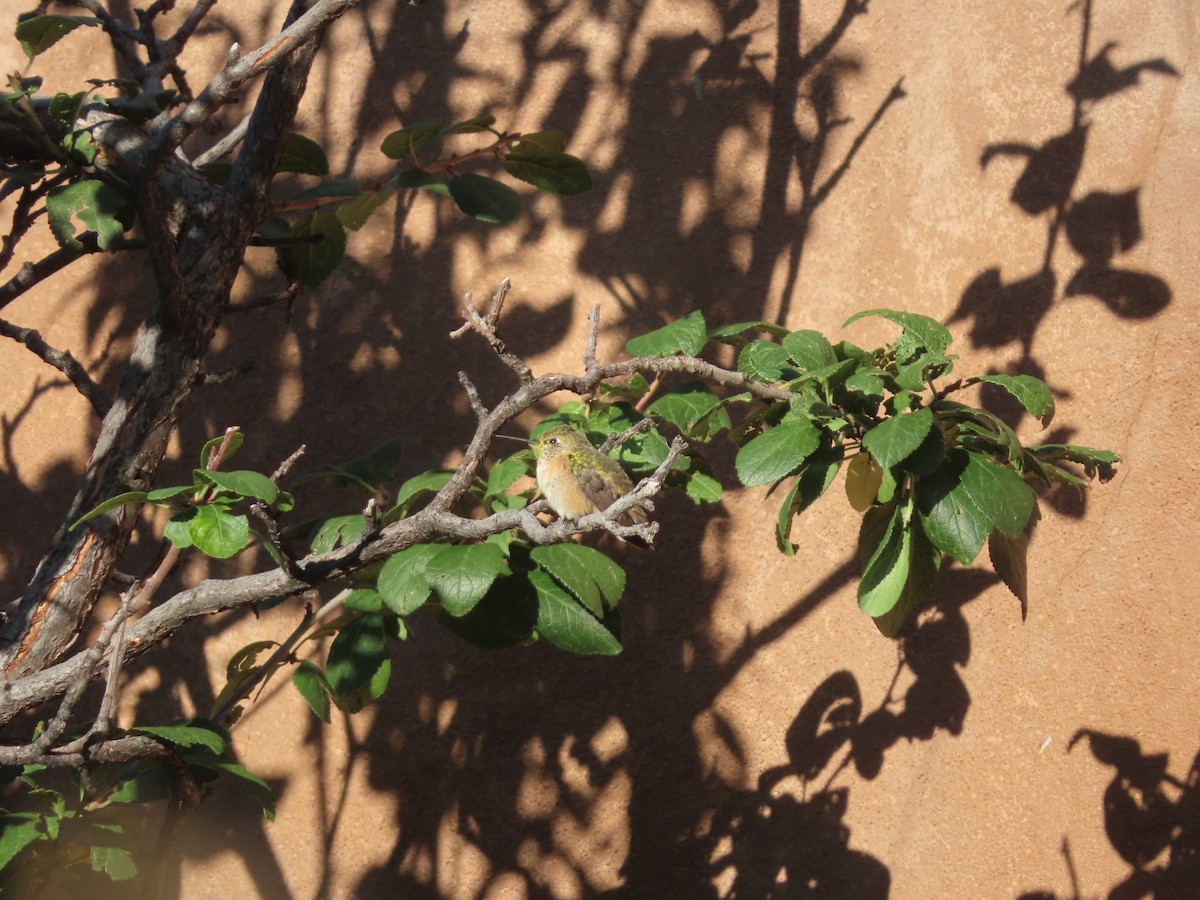 Calliope Hummingbird - ML642253717