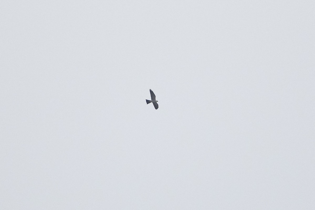 Mississippi Kite - ML642253729