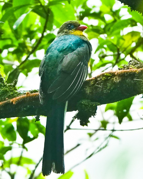 Javan Trogon - ML642253741