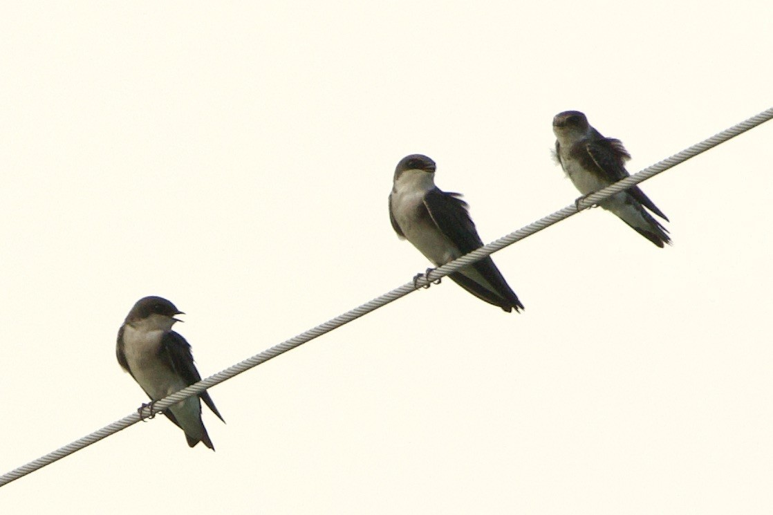 sandsvale - ML642253774