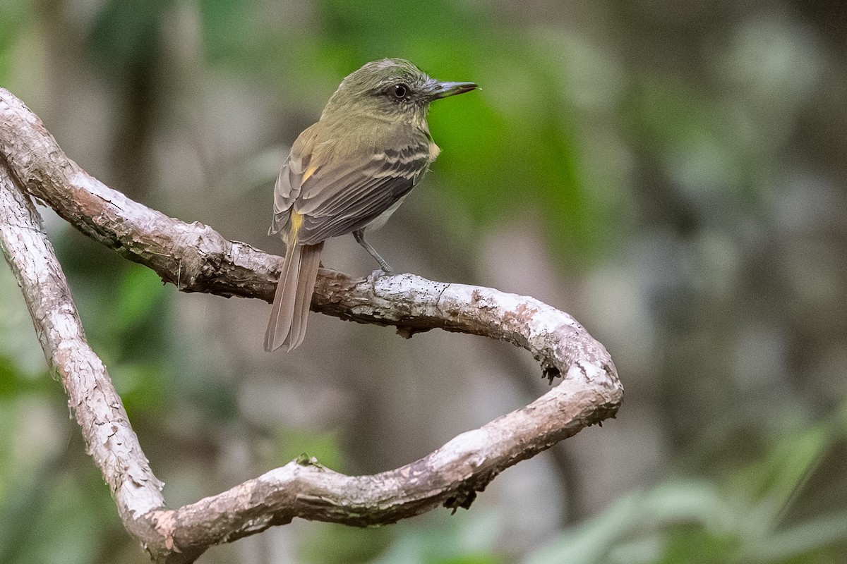 Bright-rumped Attila - ML642253795