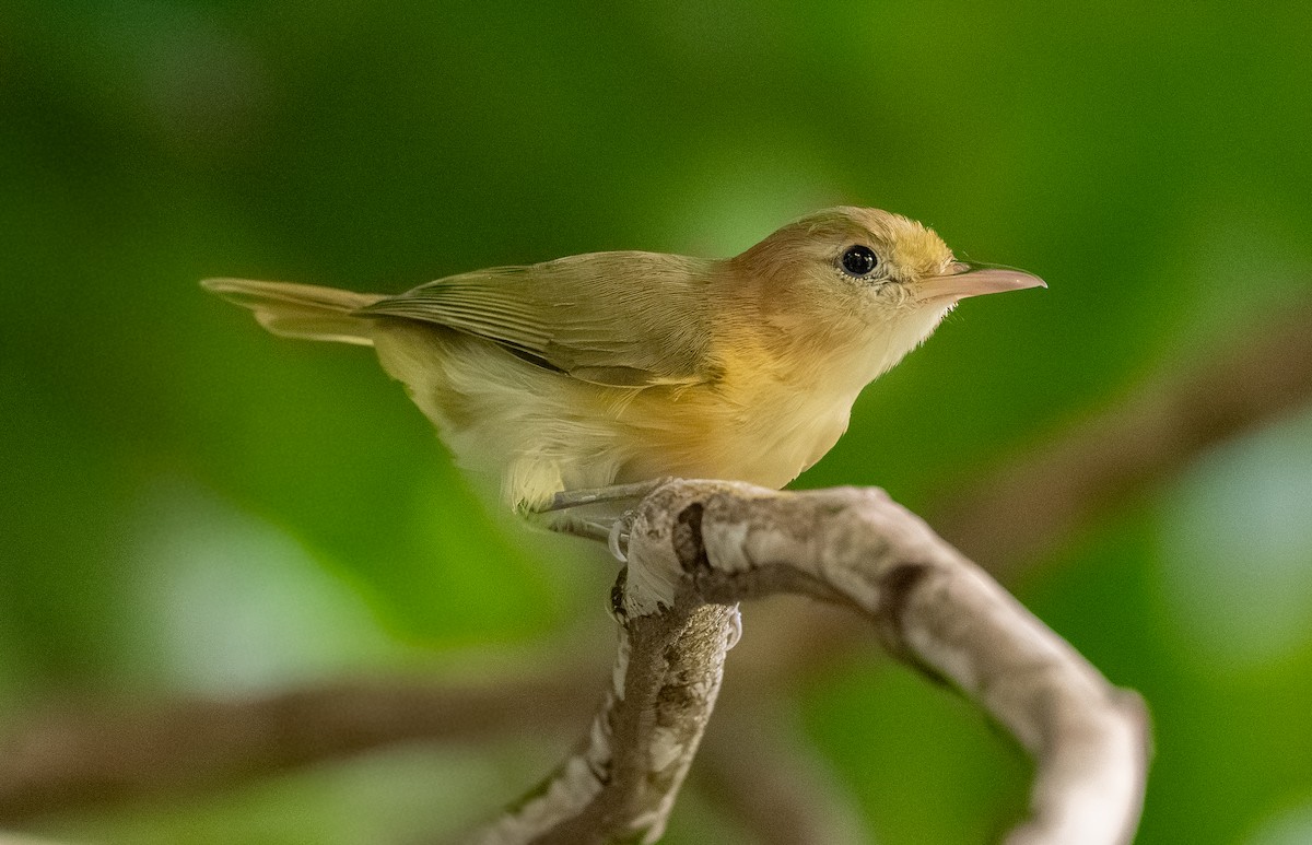 Viréon à front d'or - ML642253799