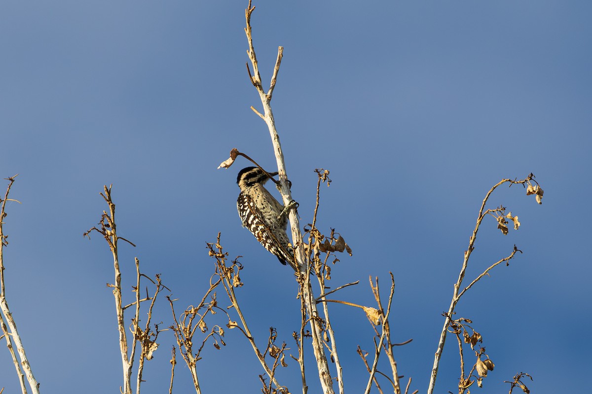 Ladder-backed Woodpecker - ML642253806