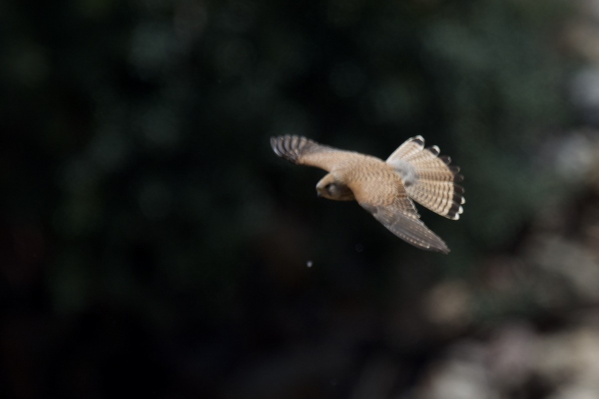 Eurasian Kestrel - ML642253830