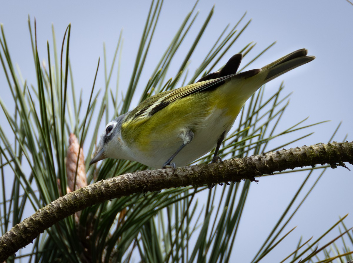 Blue-headed Vireo - ML642253832