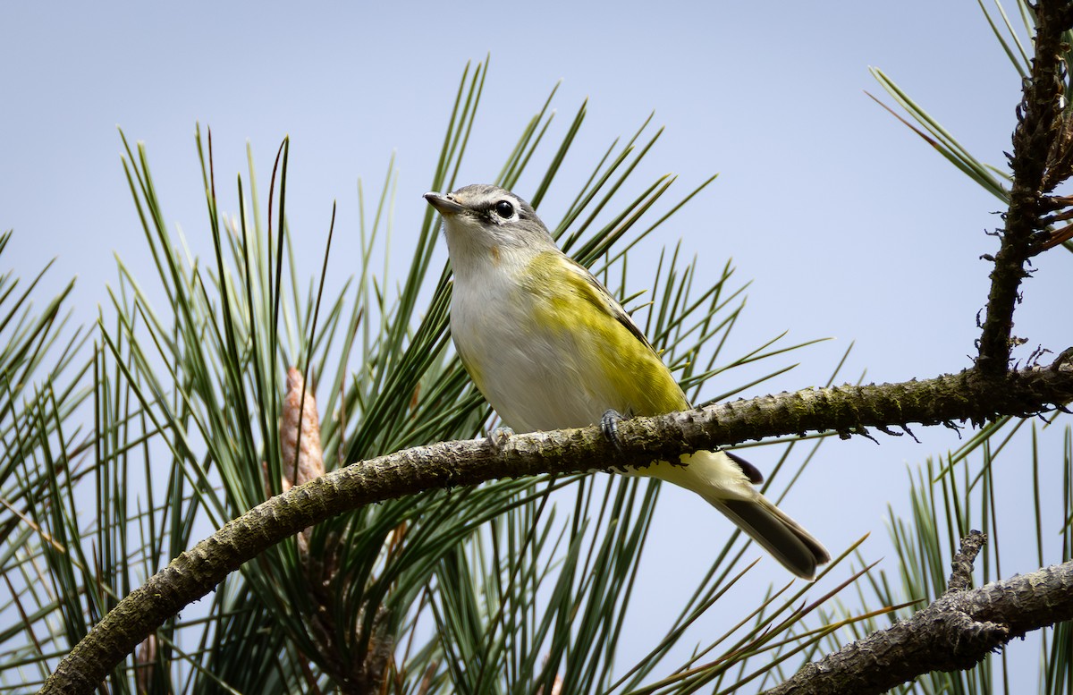 Blue-headed Vireo - ML642253833