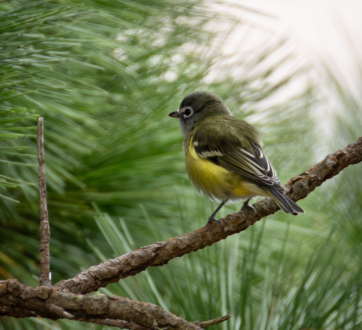 Blue-headed Vireo - ML642253834