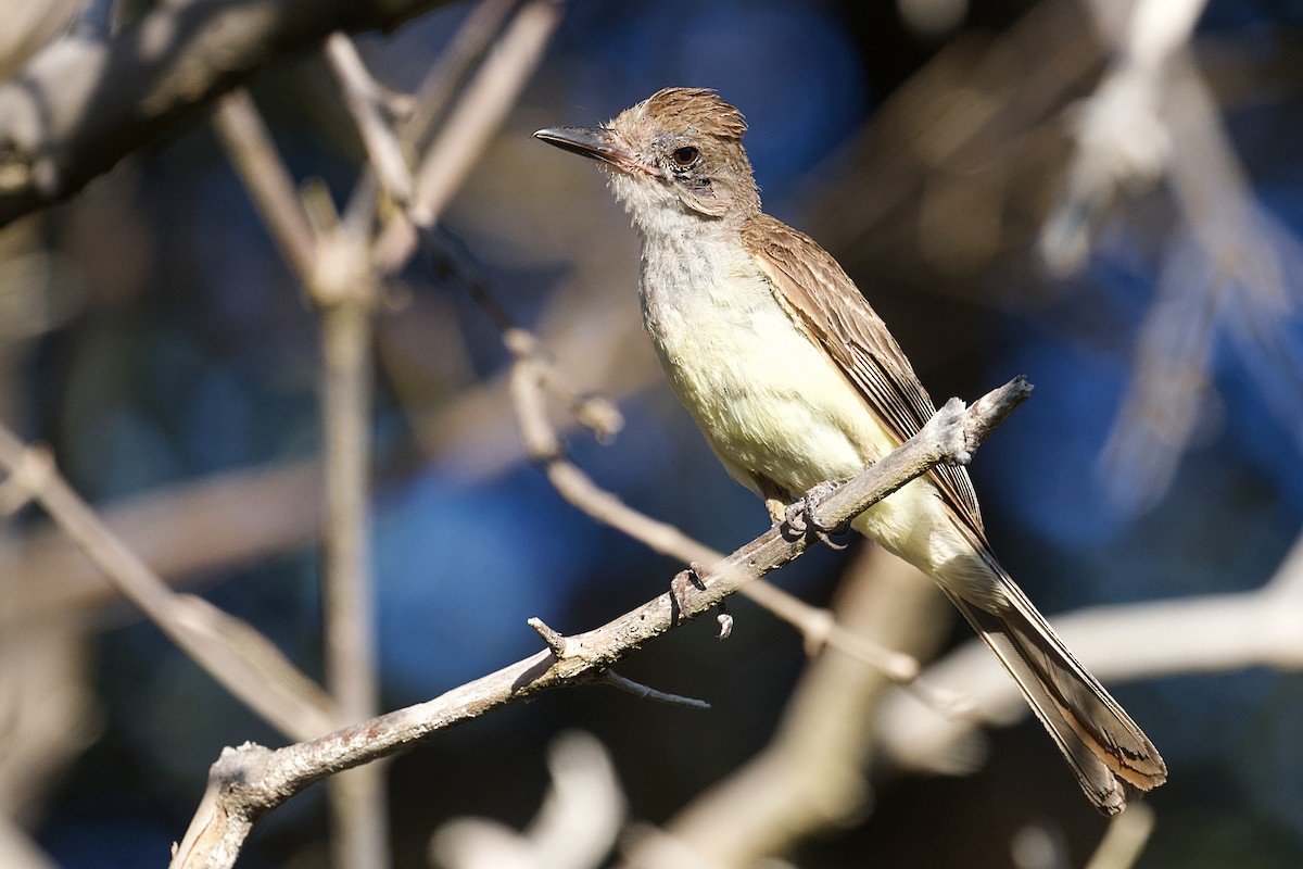 Brown-crested Flycatcher - ML642253891