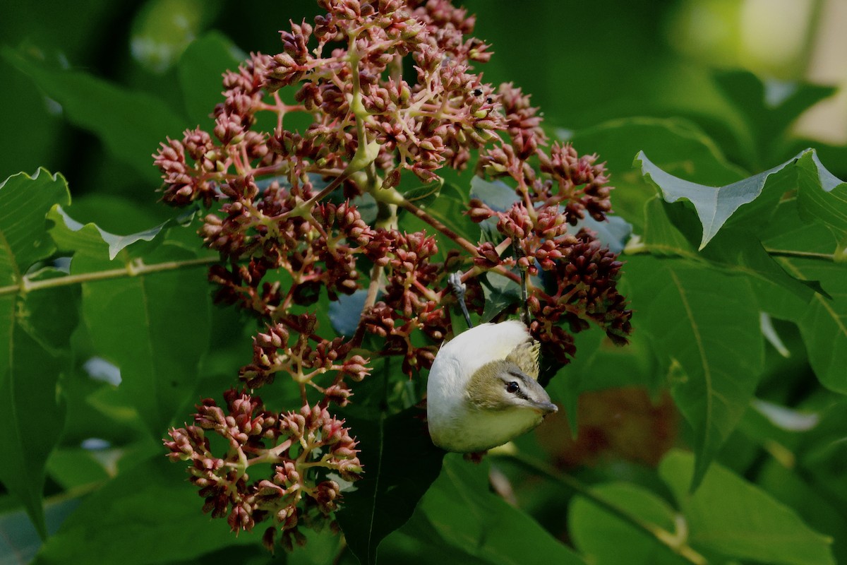 Red-eyed Vireo - ML642253893